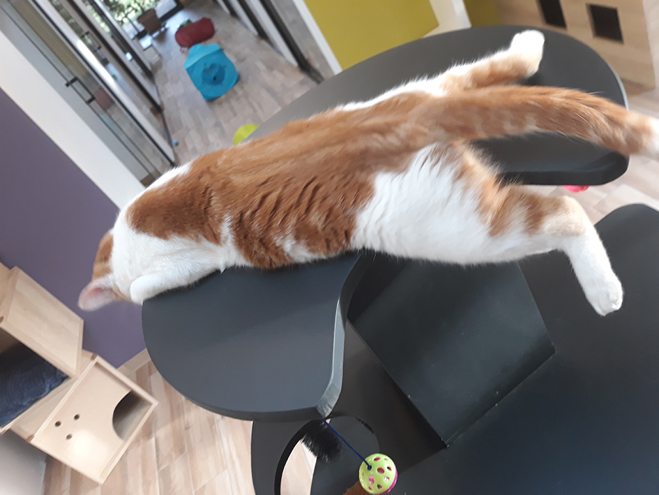 pension la patoune du chat