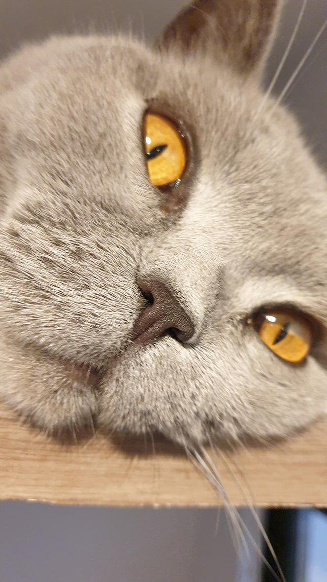 pension la patoune du chat