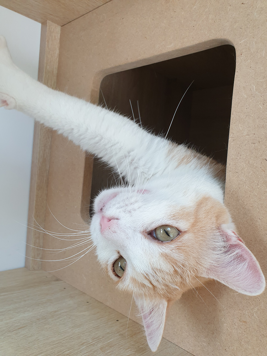 pension la patoune du chat