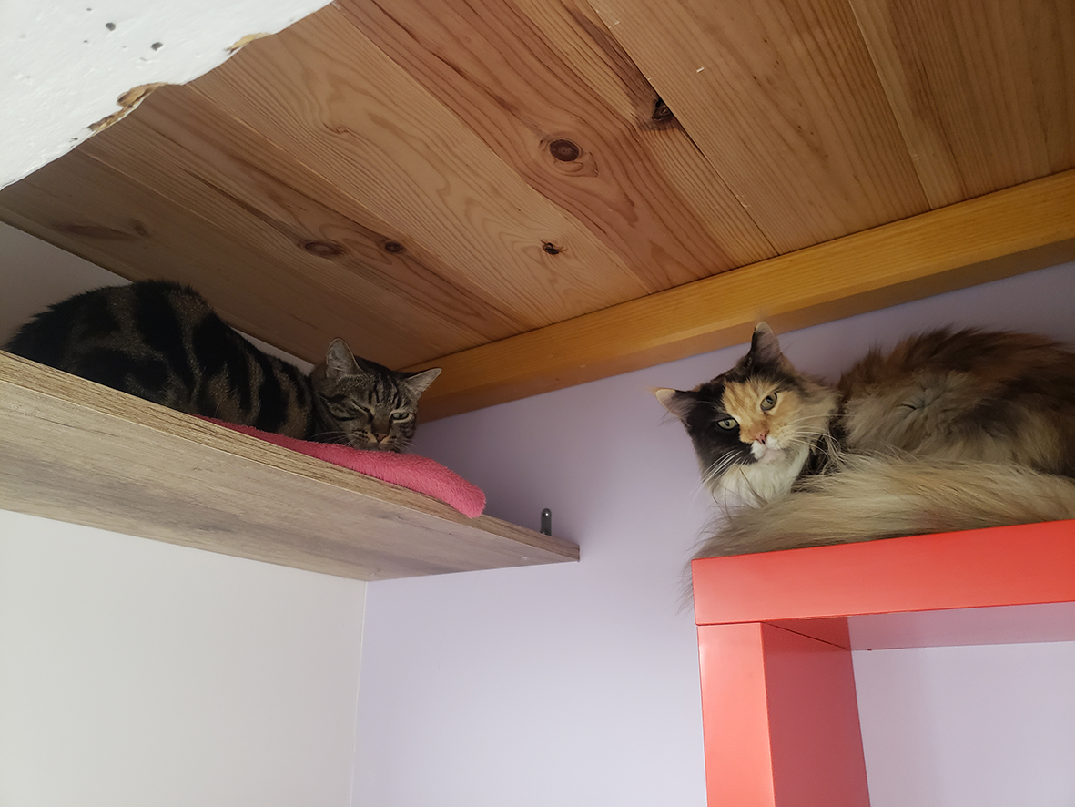 pension la patoune du chat