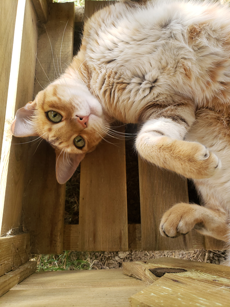 pension la patoune du chat