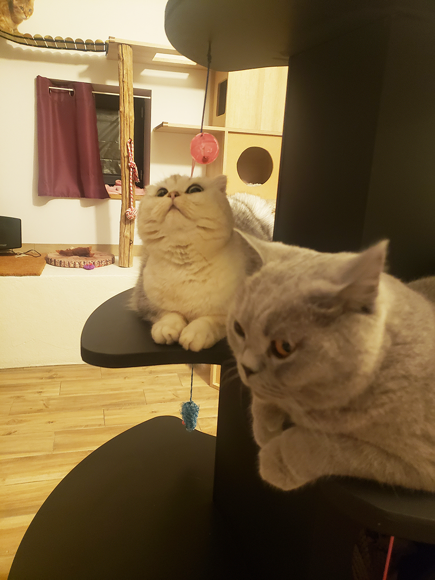 pension la patoune du chat