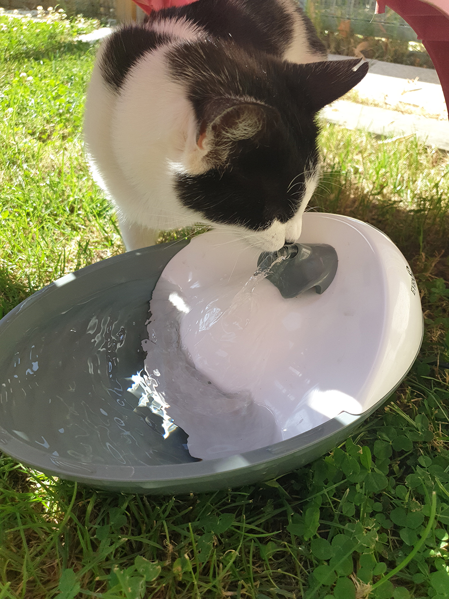 pension la patoune du chat