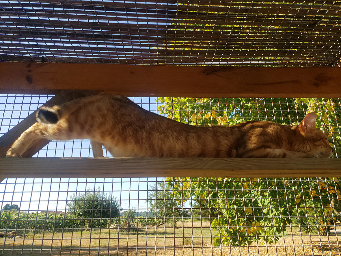 pension la patoune du chat