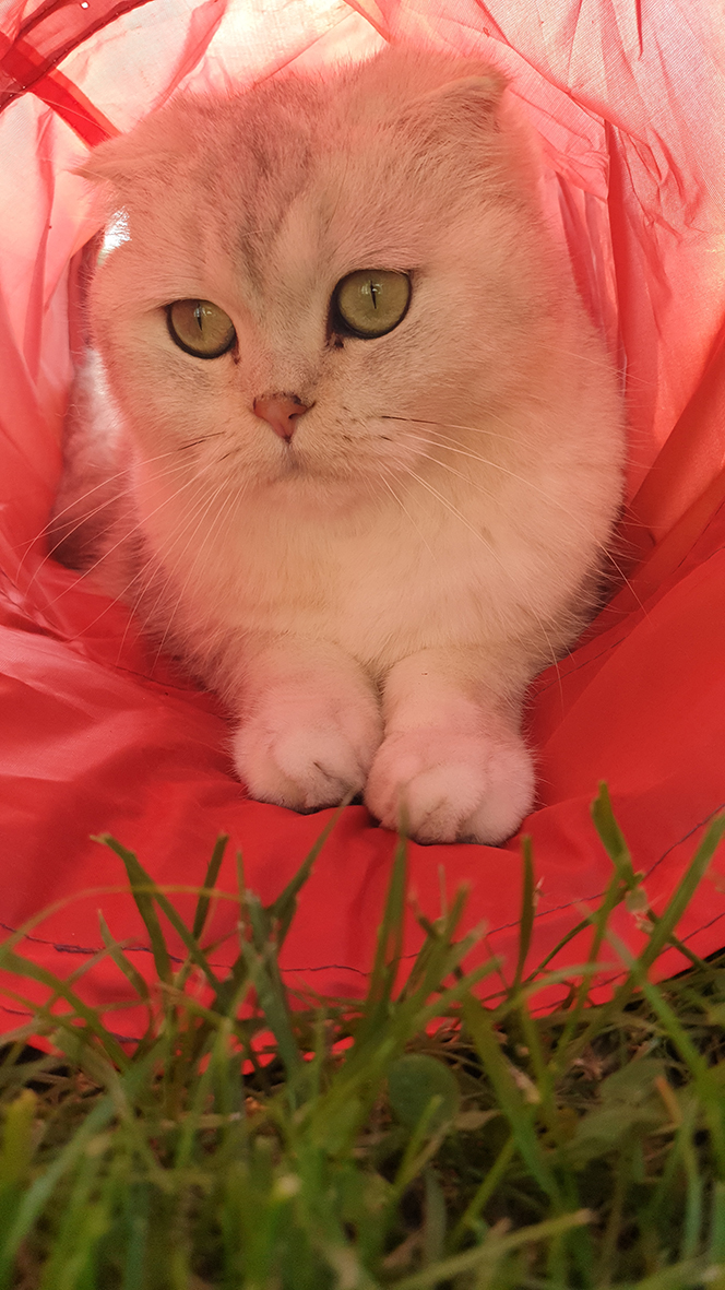 pension la patoune du chat