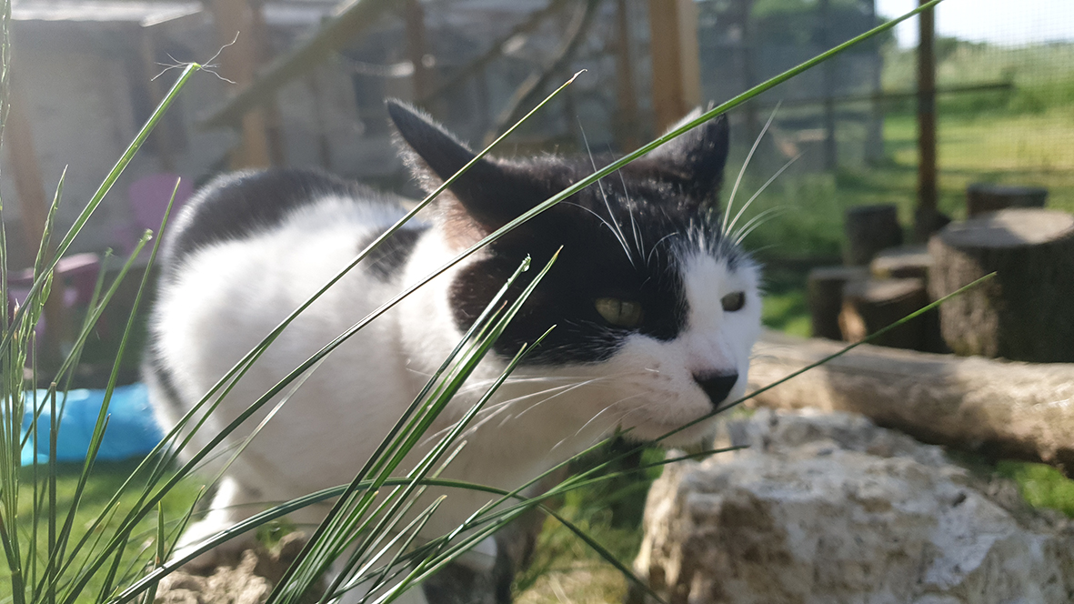 pension la patoune du chat