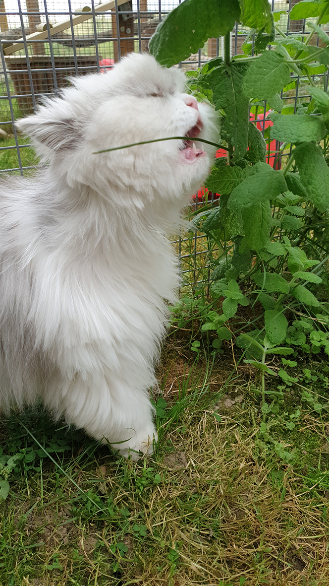 pension la patoune du chat
