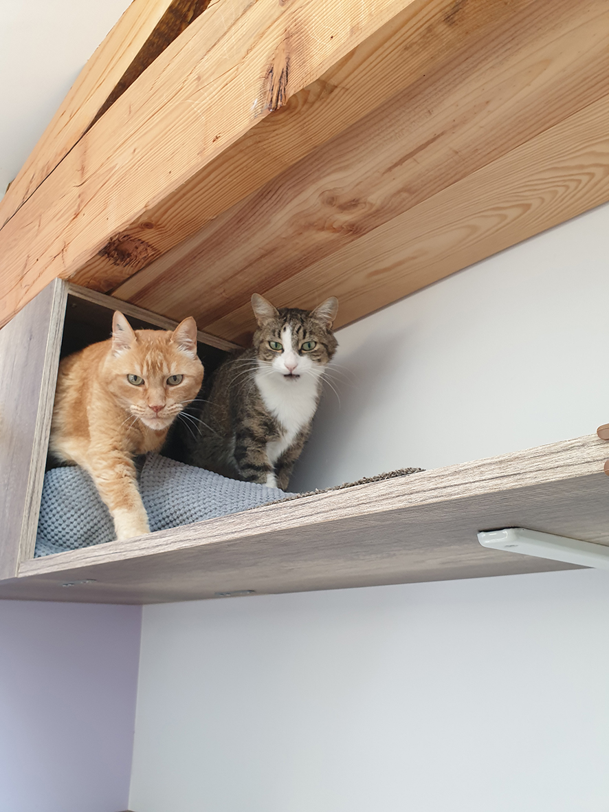 pension la patoune du chat