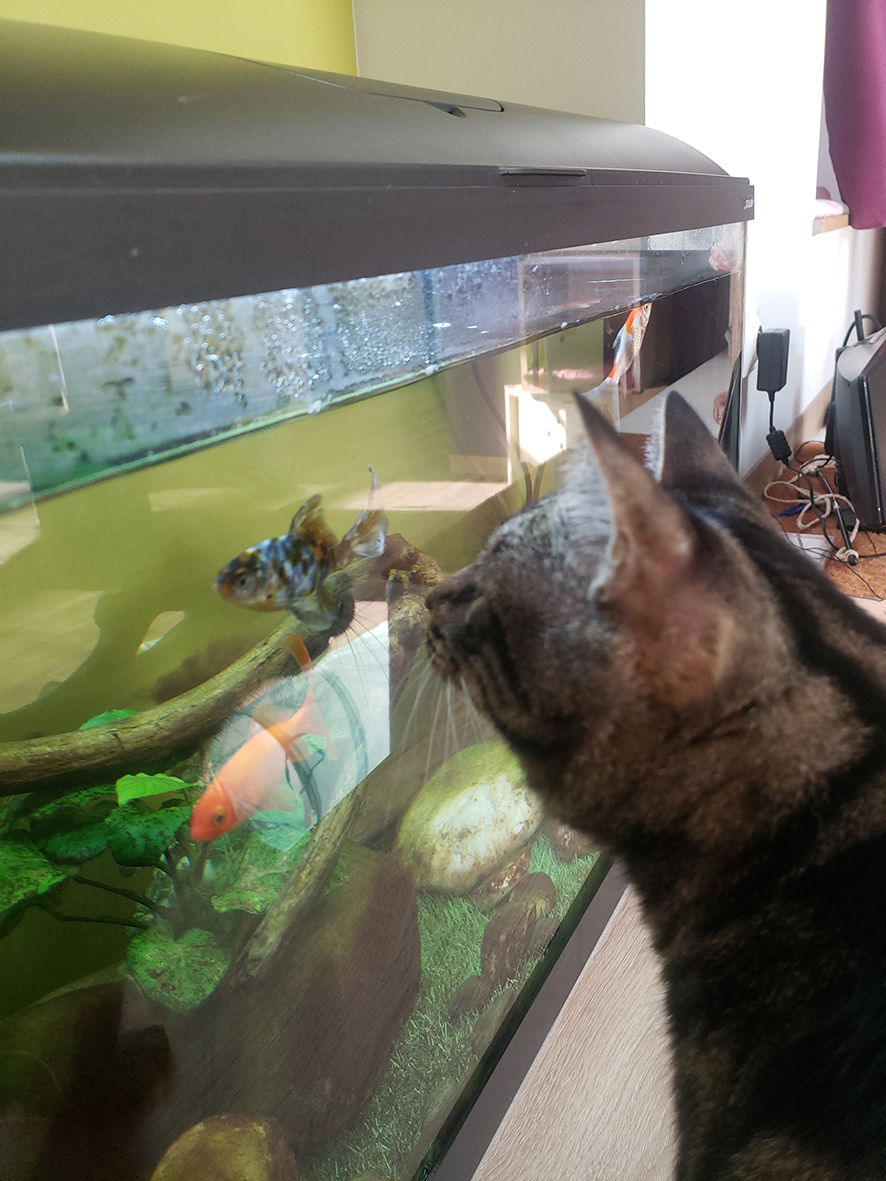 pension la patoune du chat