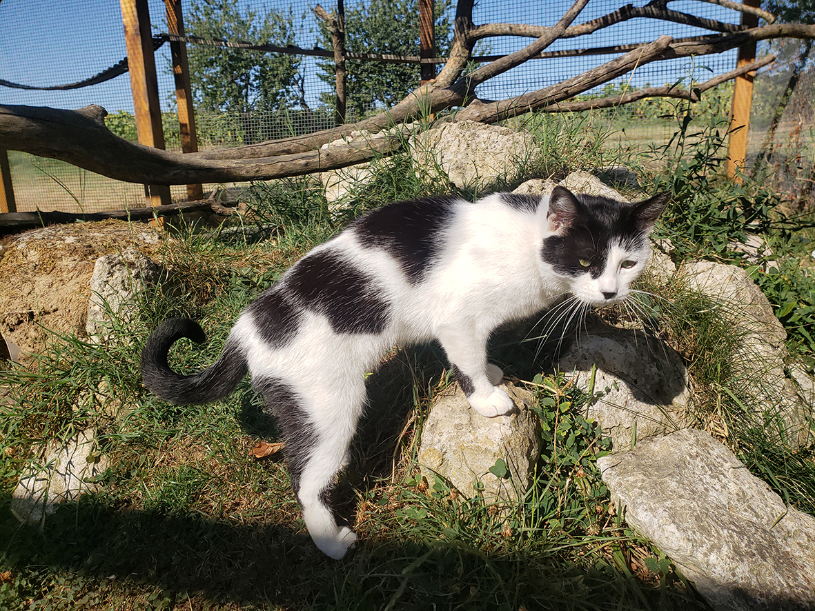 pension la patoune du chat