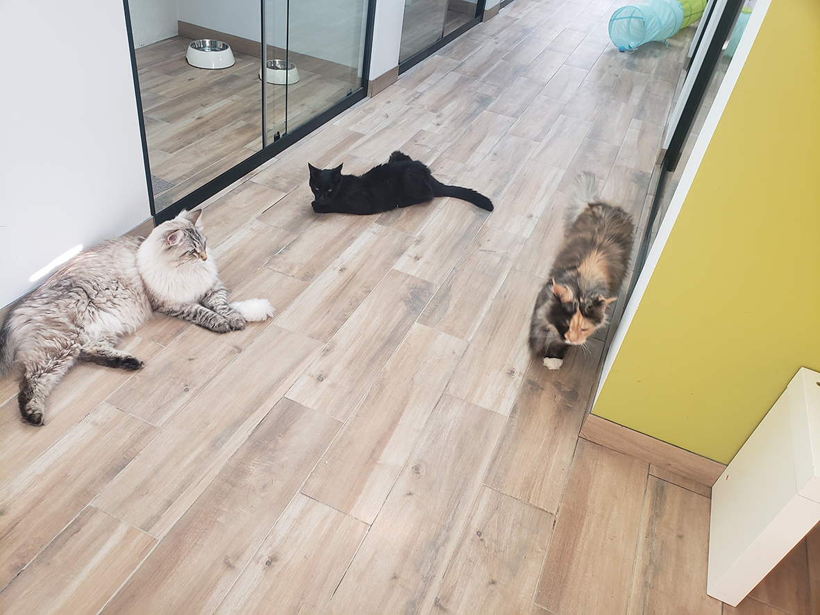 pension la patoune du chat