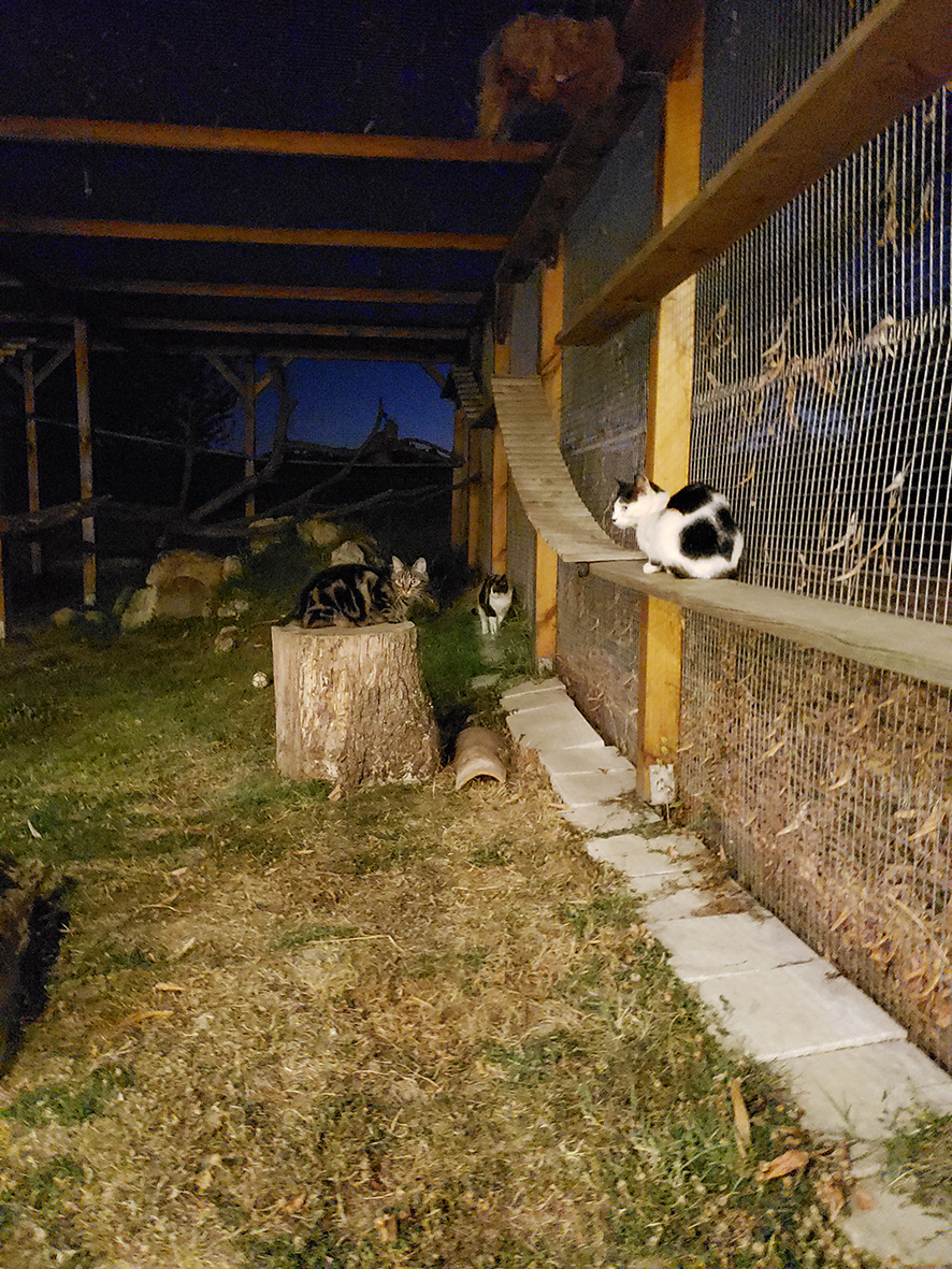 pension la patoune du chat