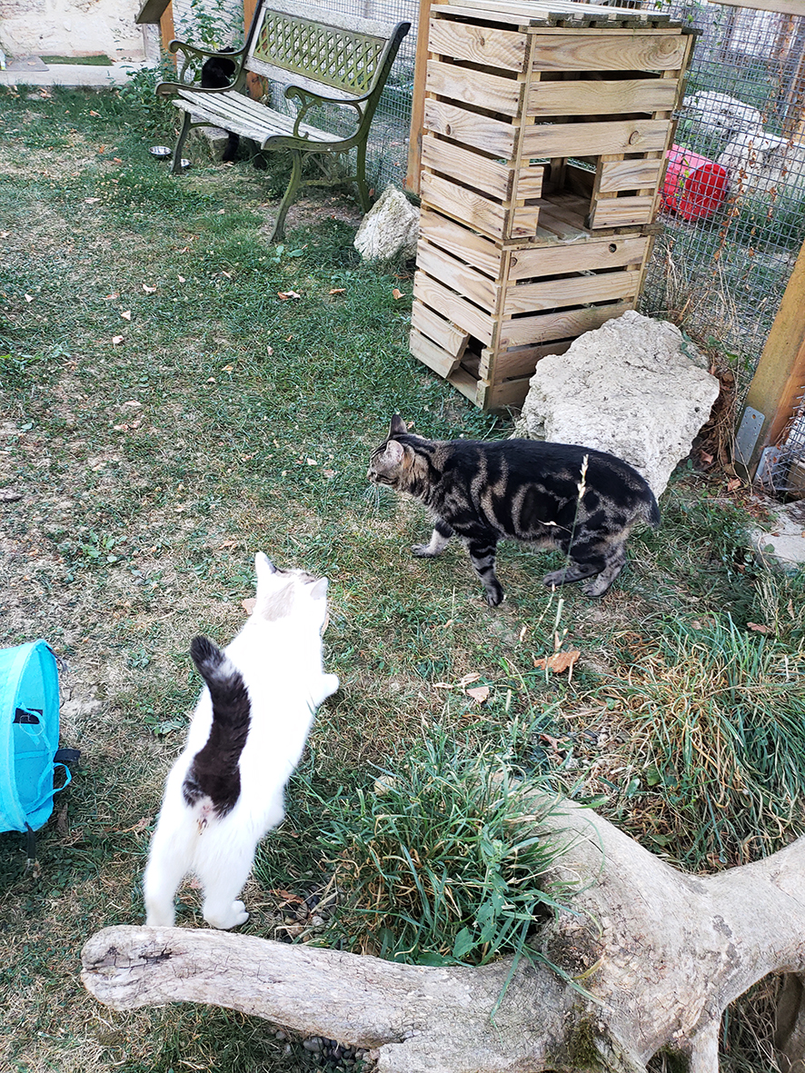 pension la patoune du chat