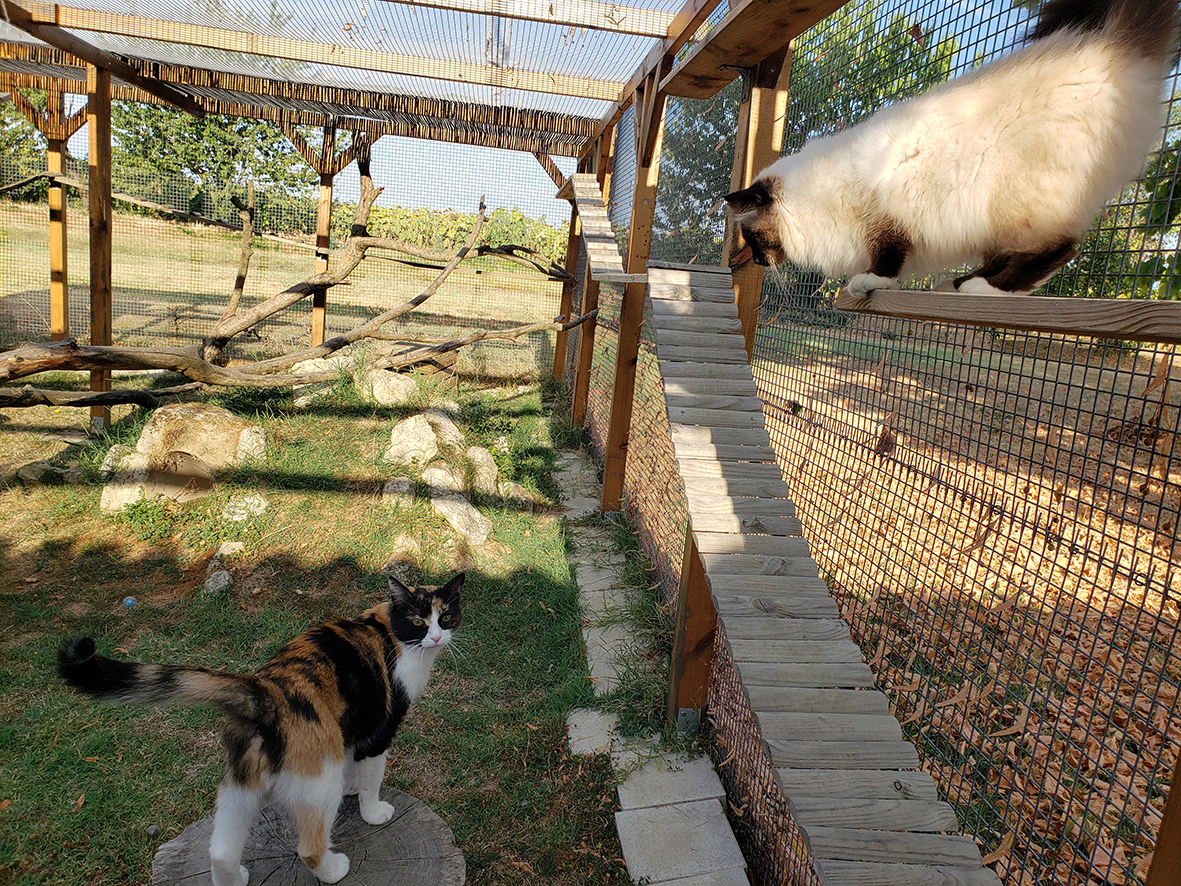 pension la patoune du chat