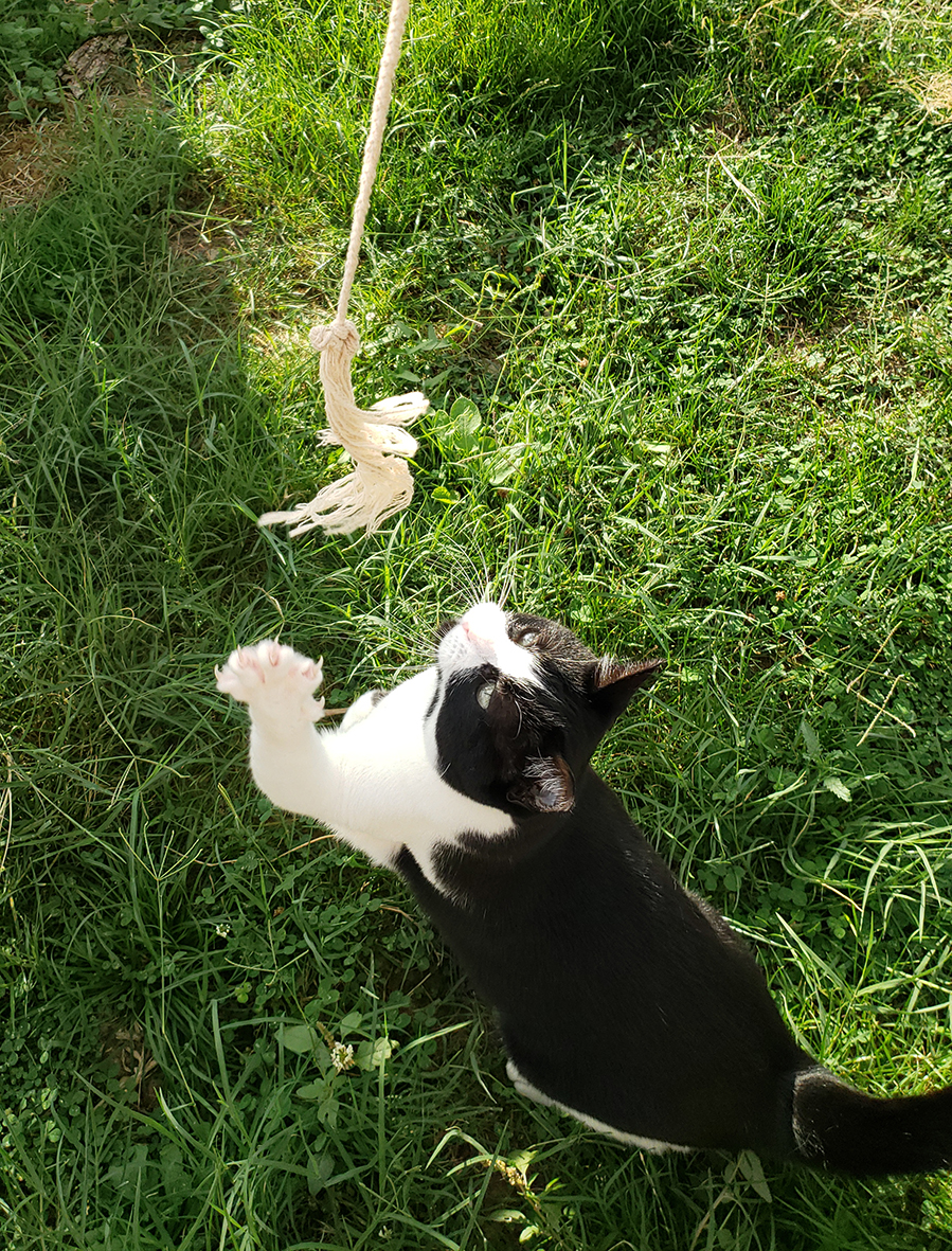 pension la patoune du chat