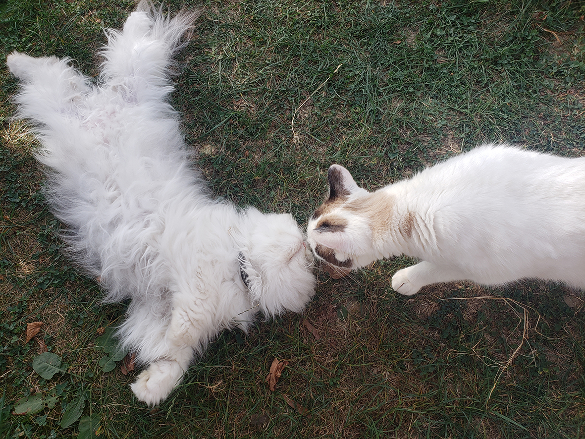 pension la patoune du chat