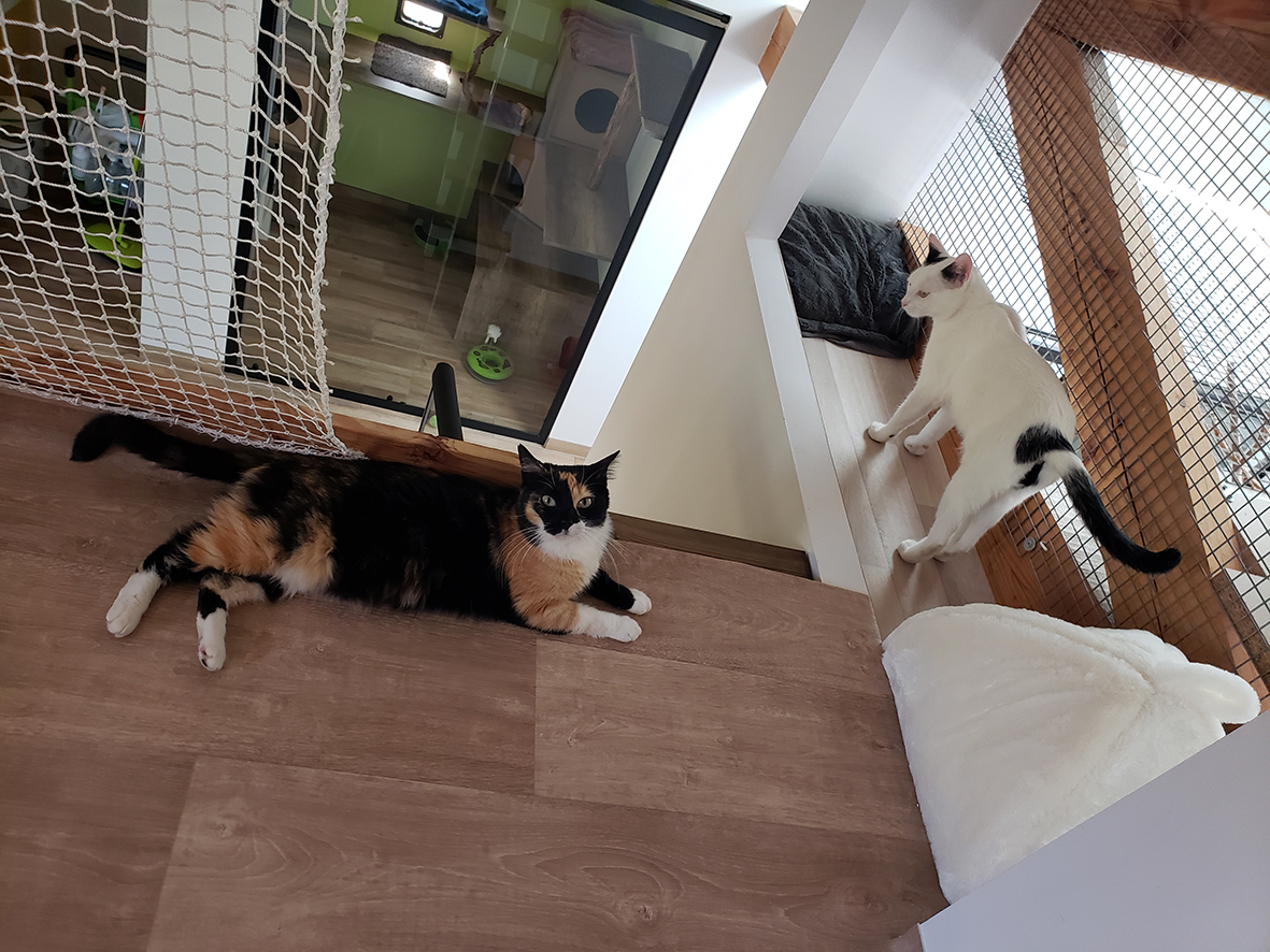 pension la patoune du chat