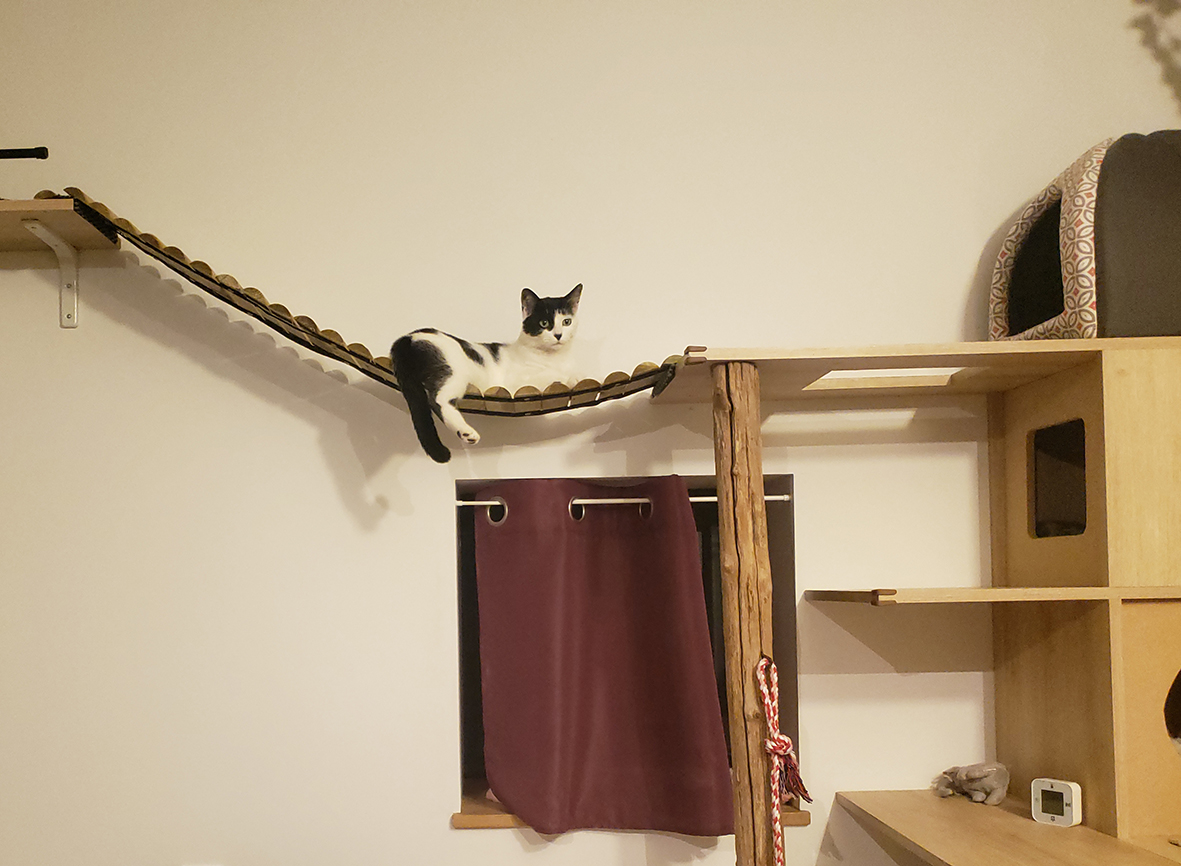 pension la patoune du chat