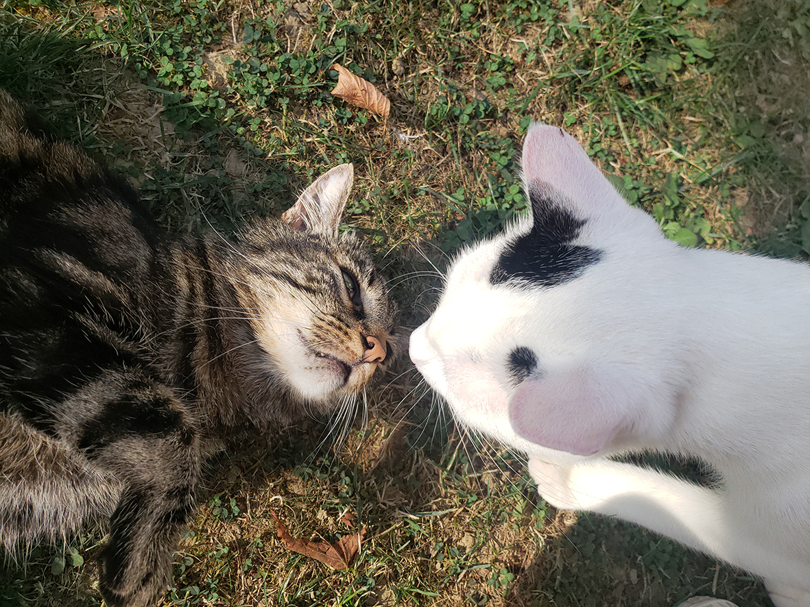 pension la patoune du chat