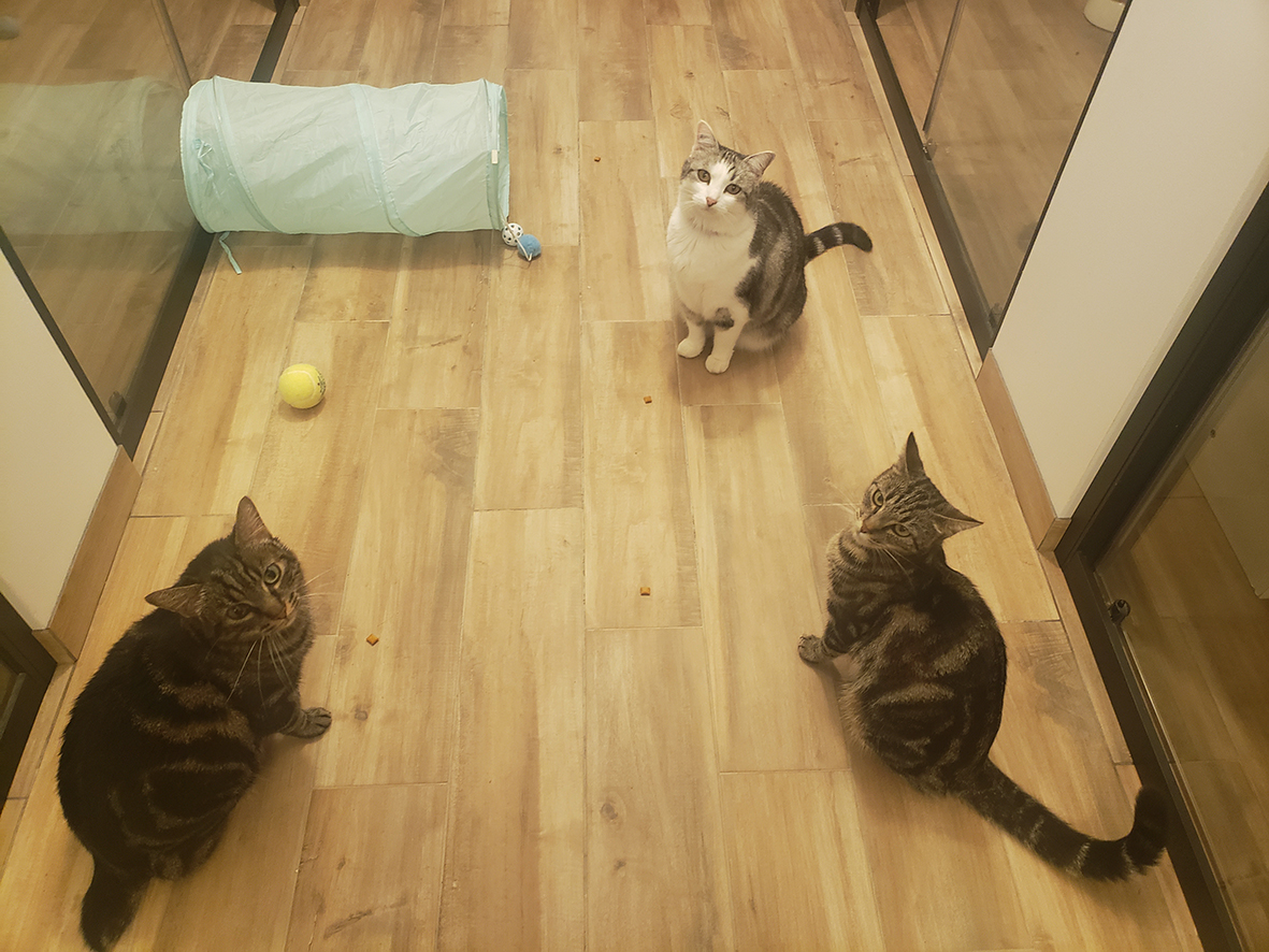 pension la patoune du chat