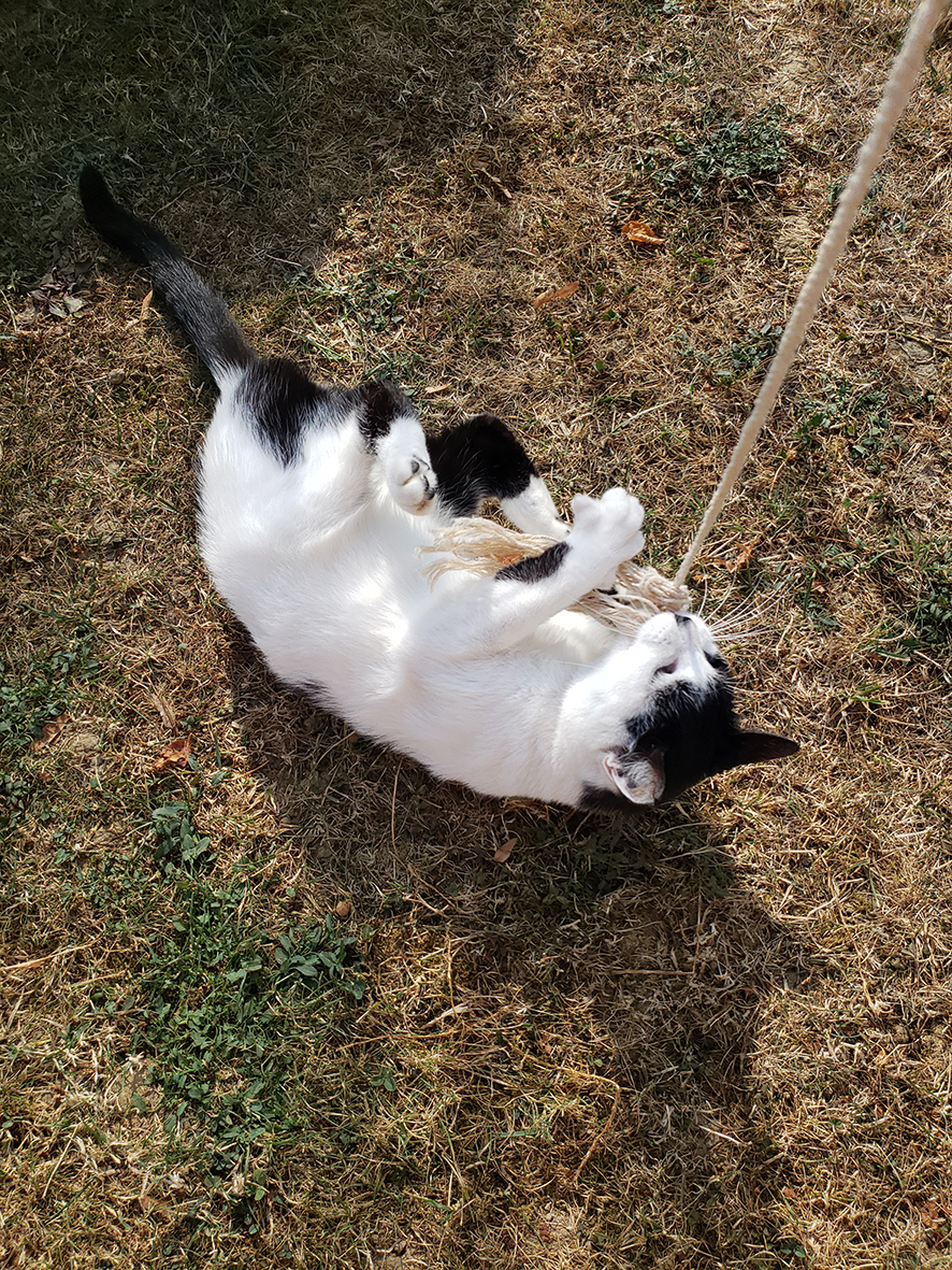 pension la patoune du chat