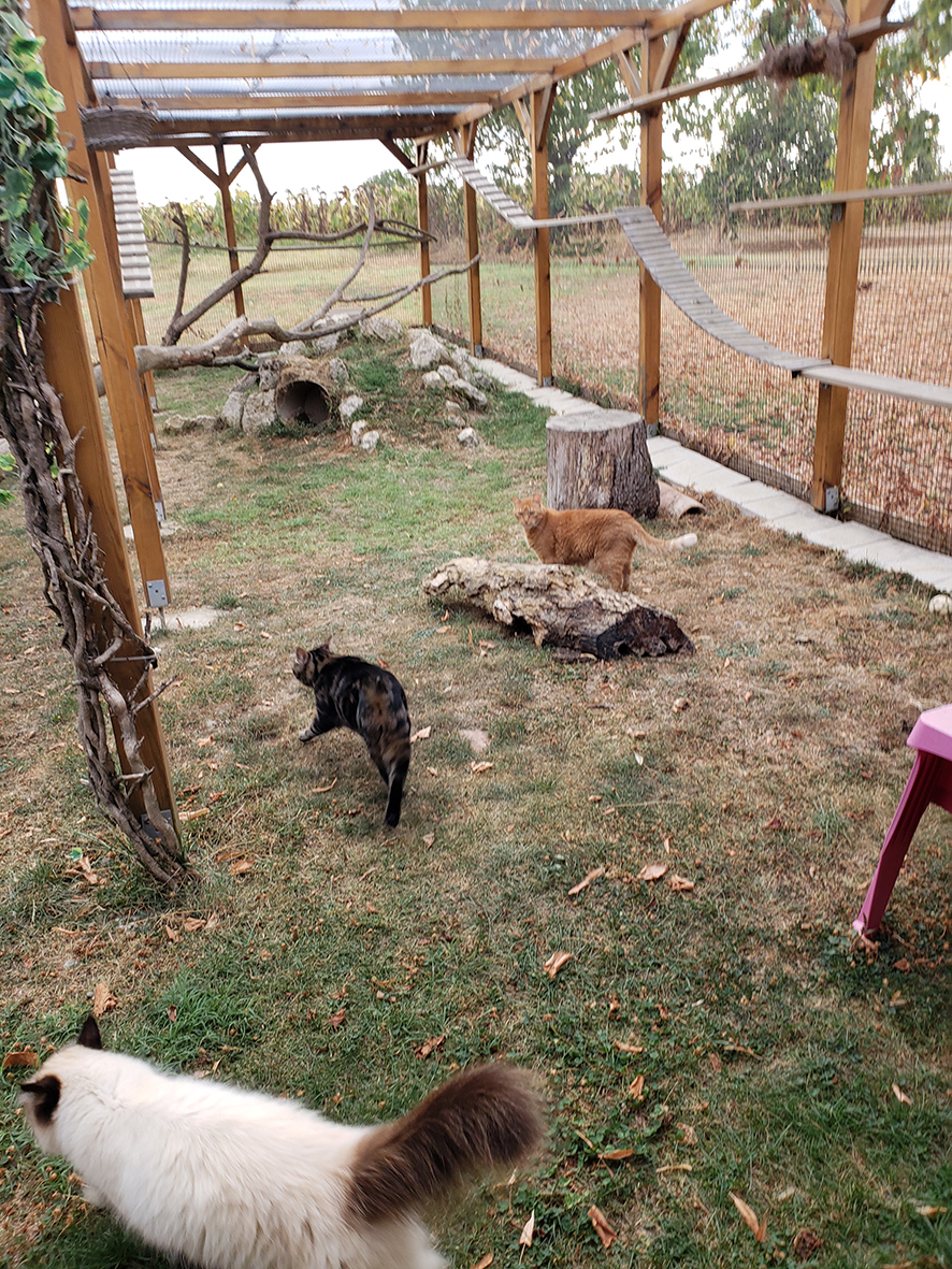 pension la patoune du chat