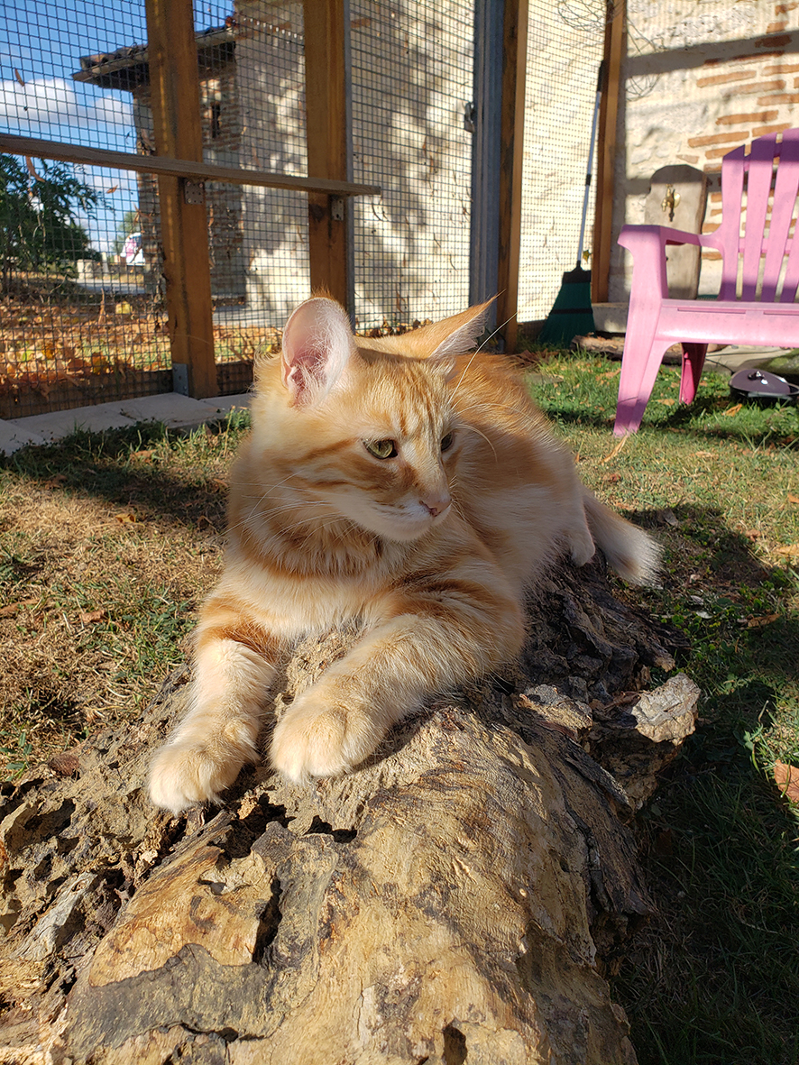 pension la patoune du chat