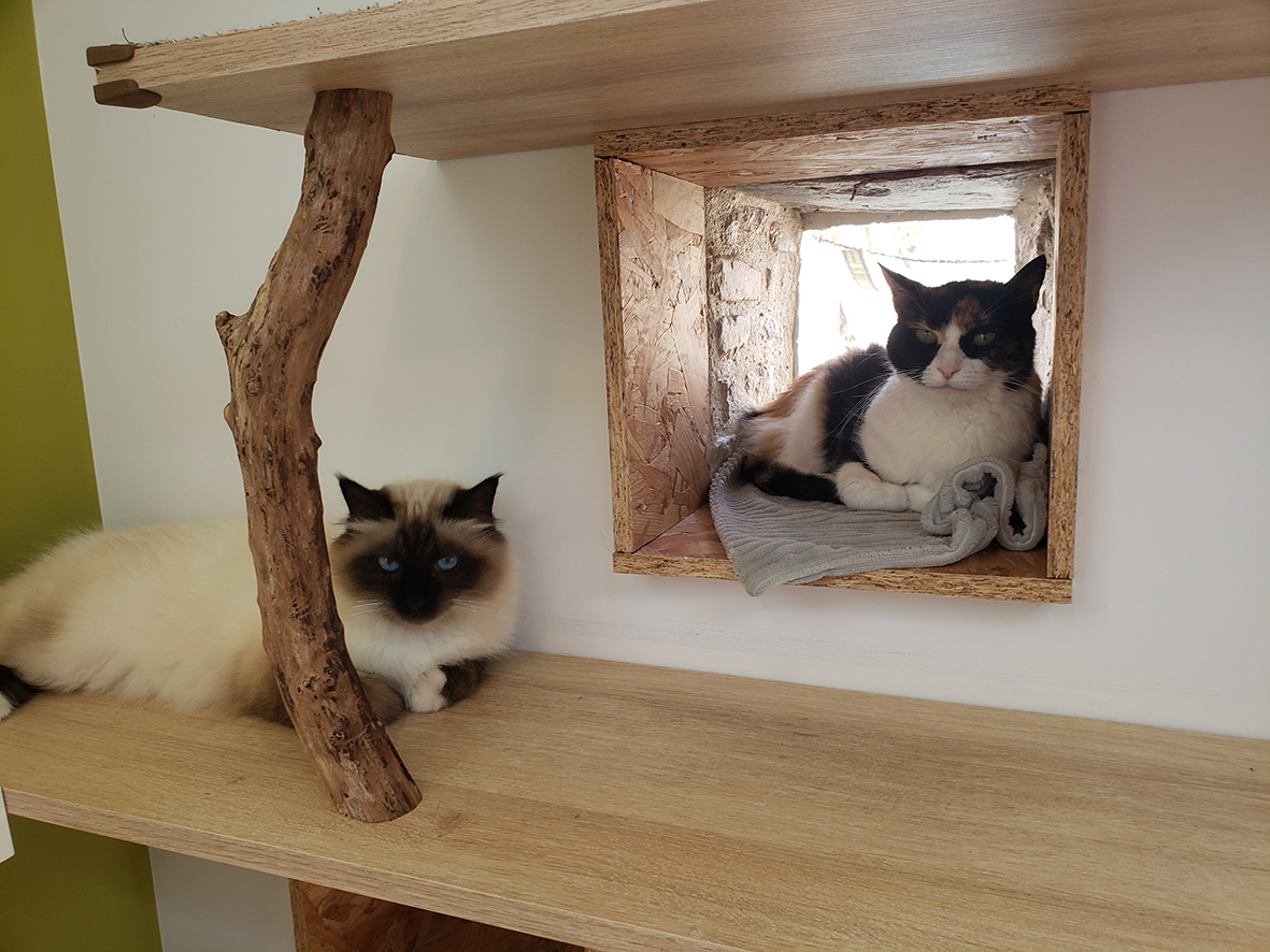 pension la patoune du chat