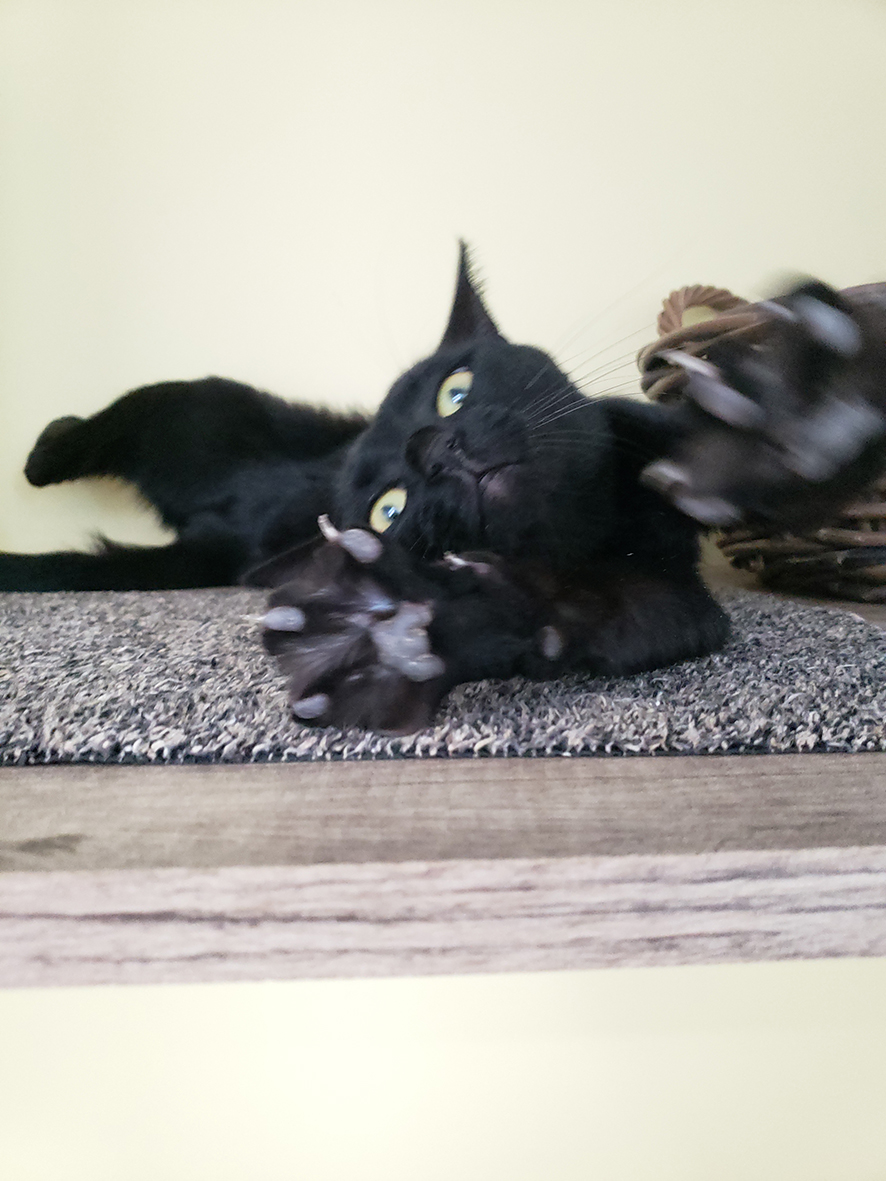 pension la patoune du chat