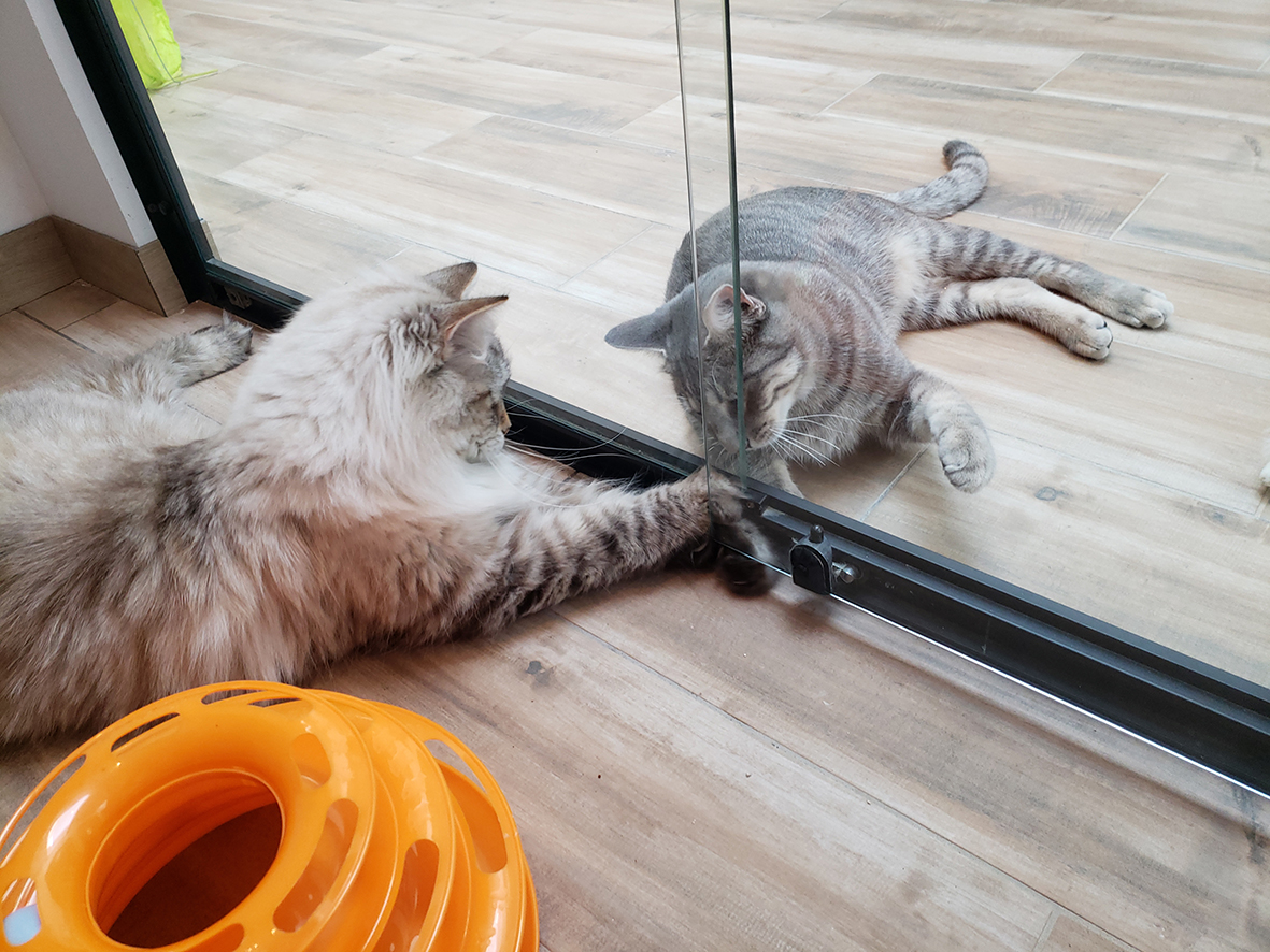 pension la patoune du chat