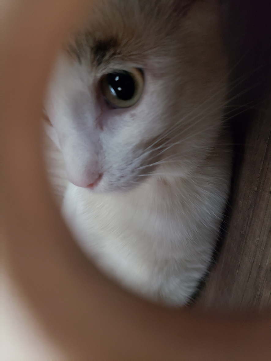 pension la patoune du chat