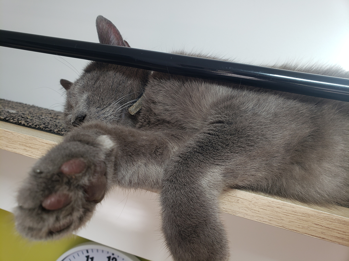 pension la patoune du chat