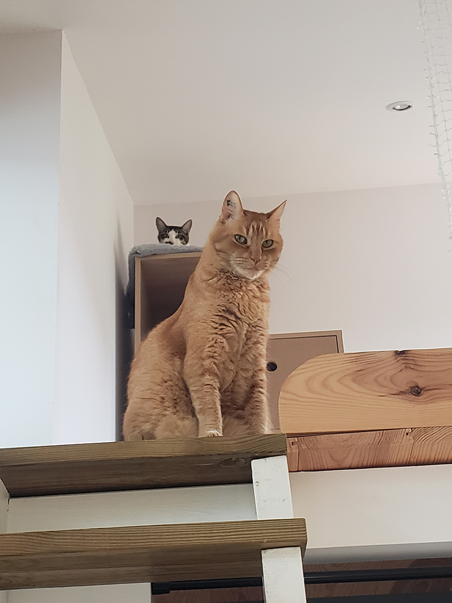 pension la patoune du chat