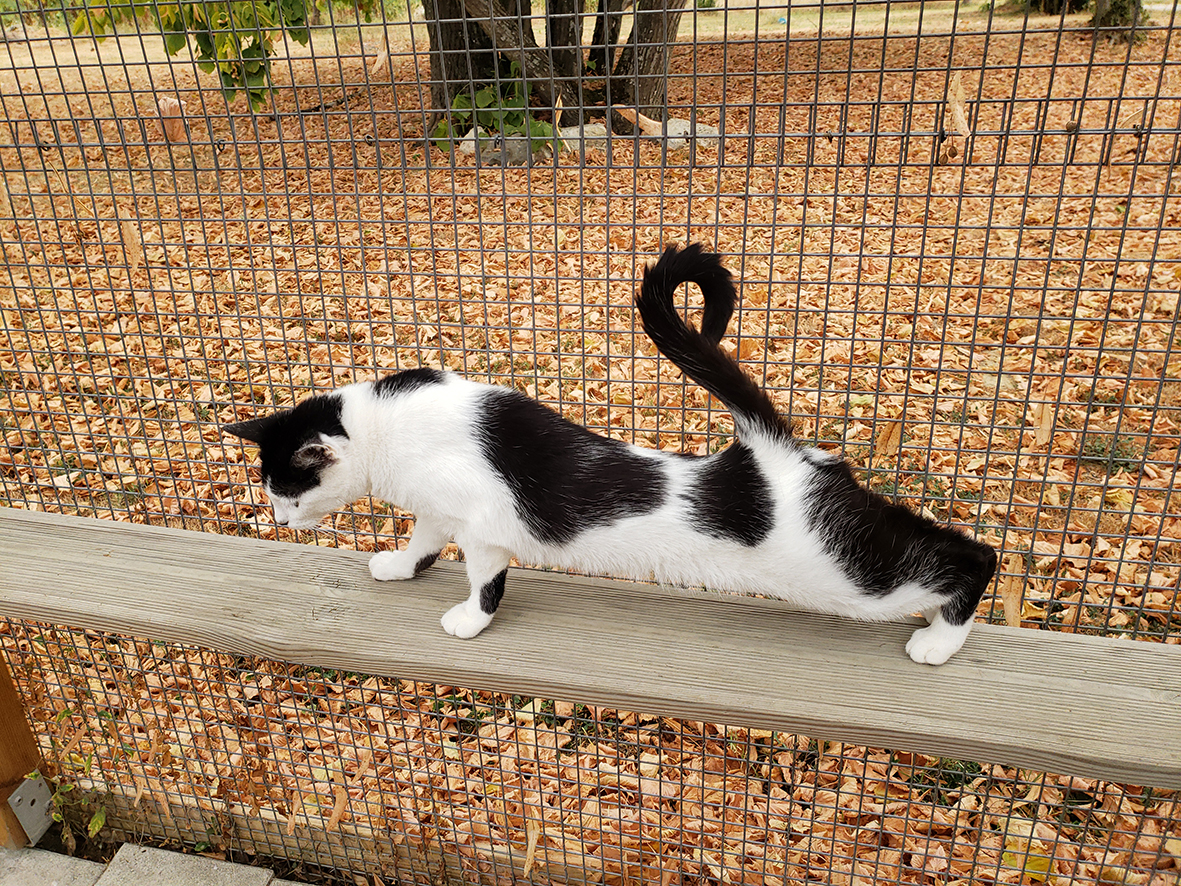 pension la patoune du chat