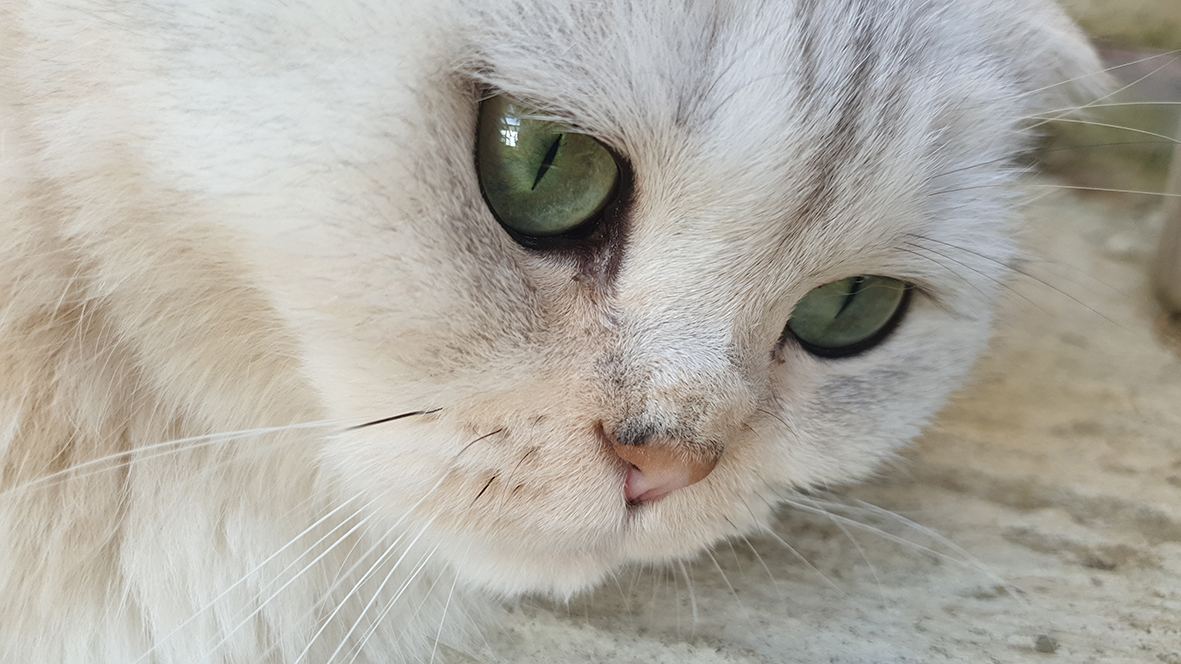 pension la patoune du chat