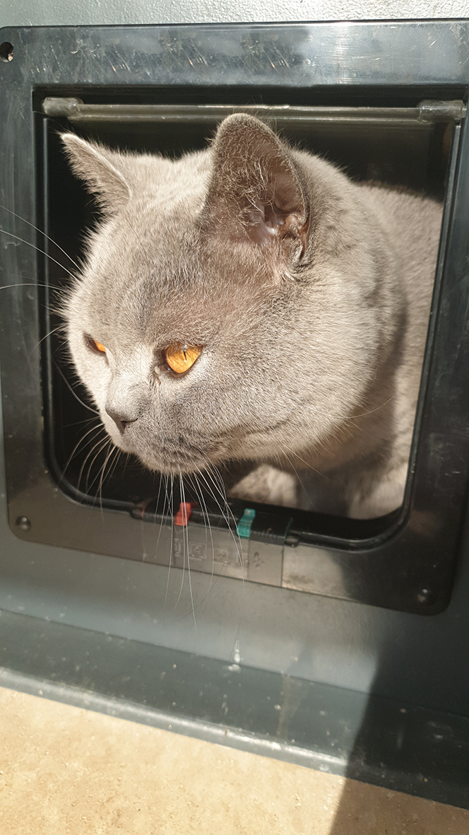 pension la patoune du chat