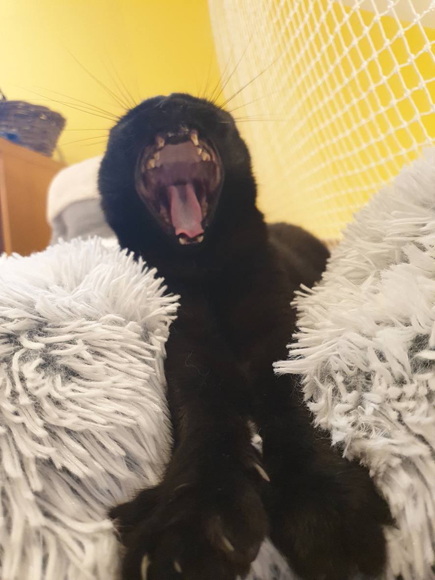 pension la patoune du chat