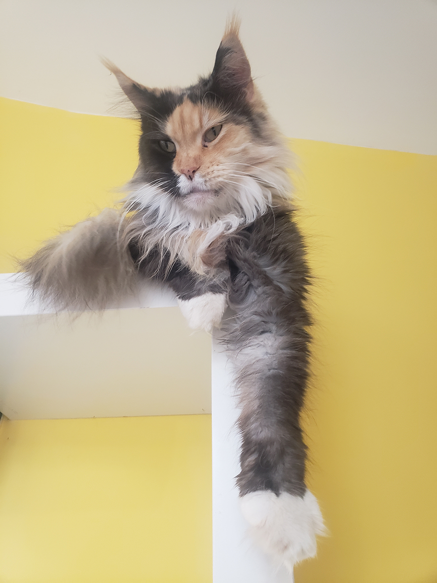 pension la patoune du chat