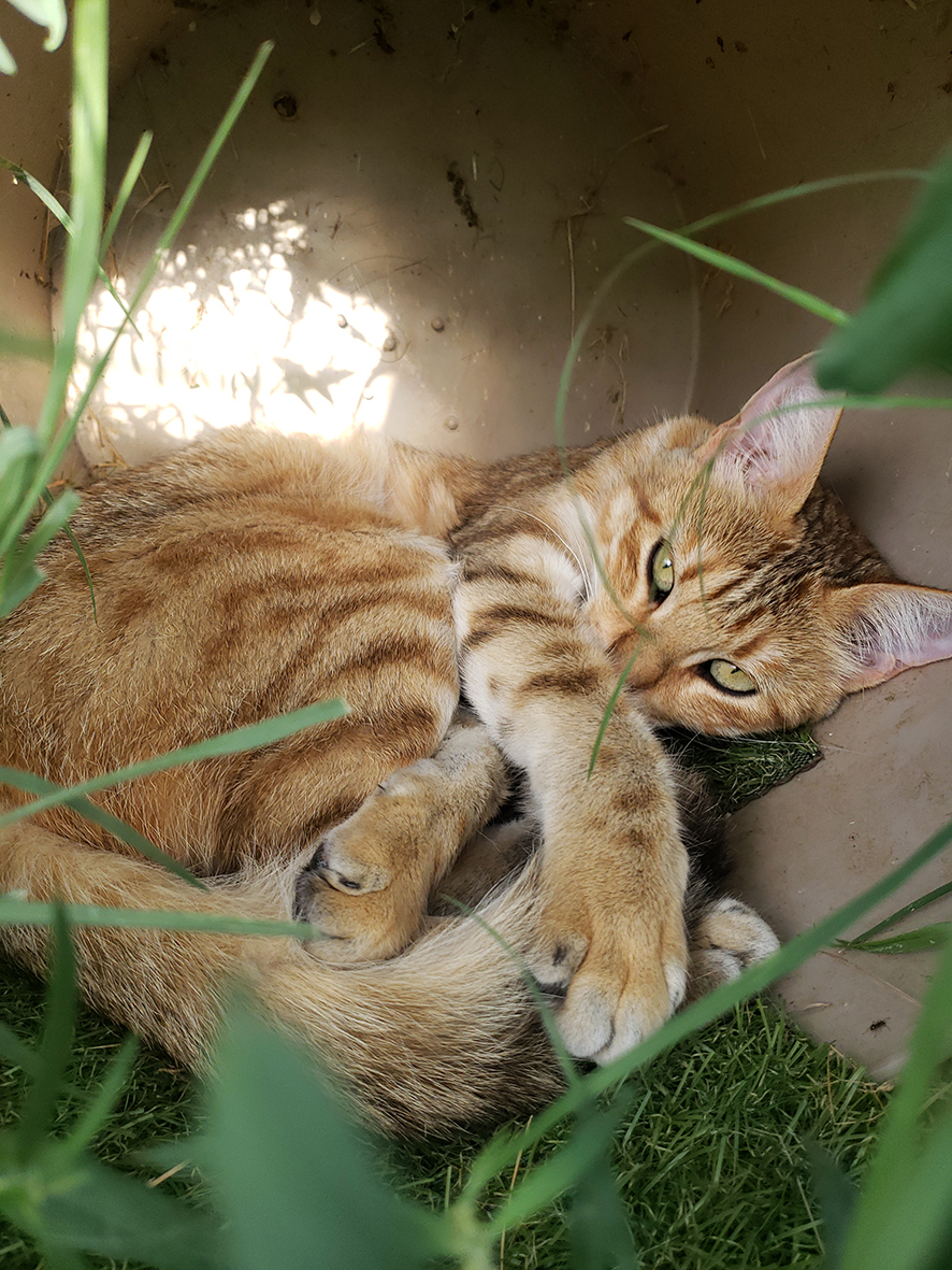 pension la patoune du chat