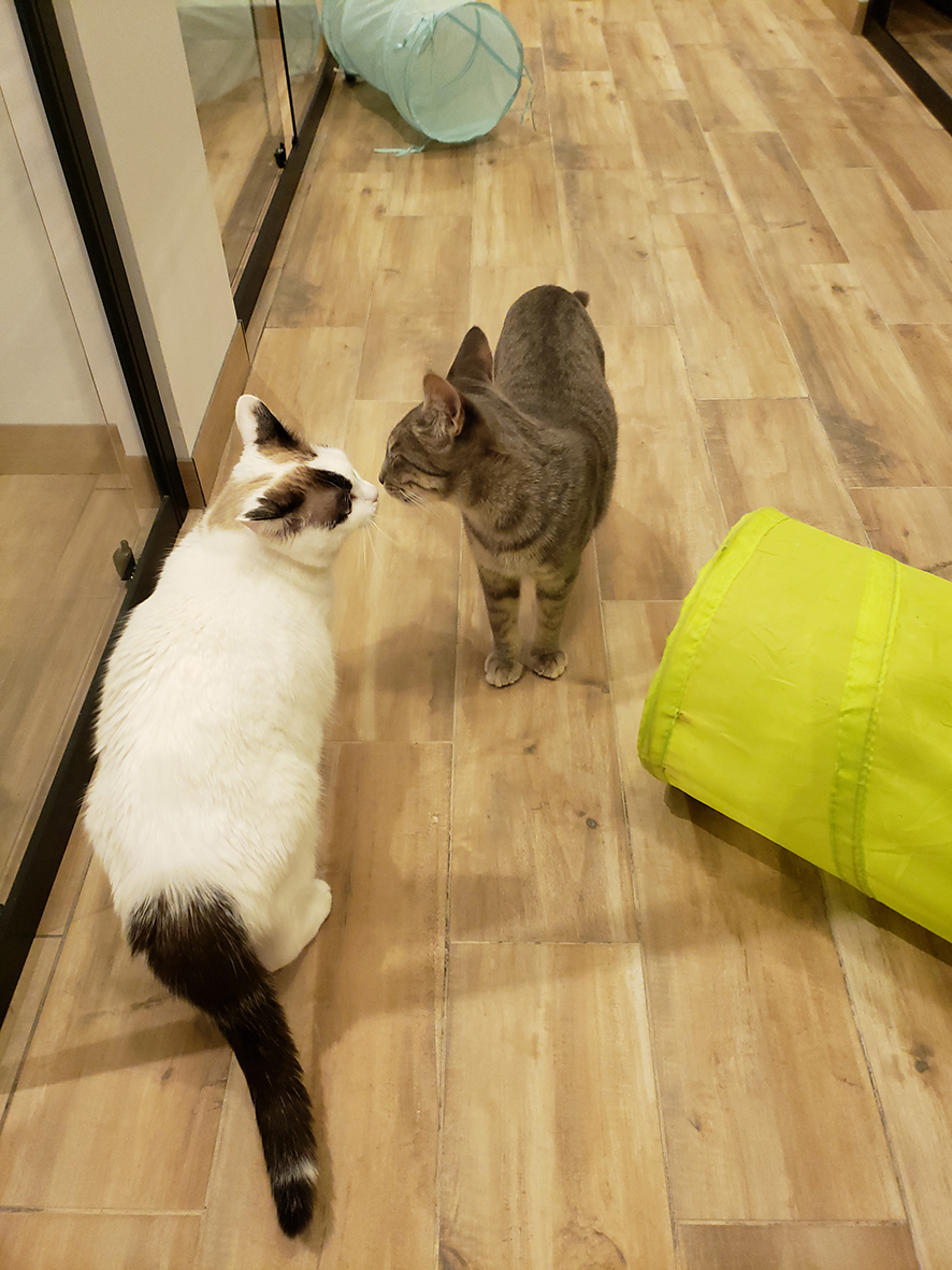 pension la patoune du chat