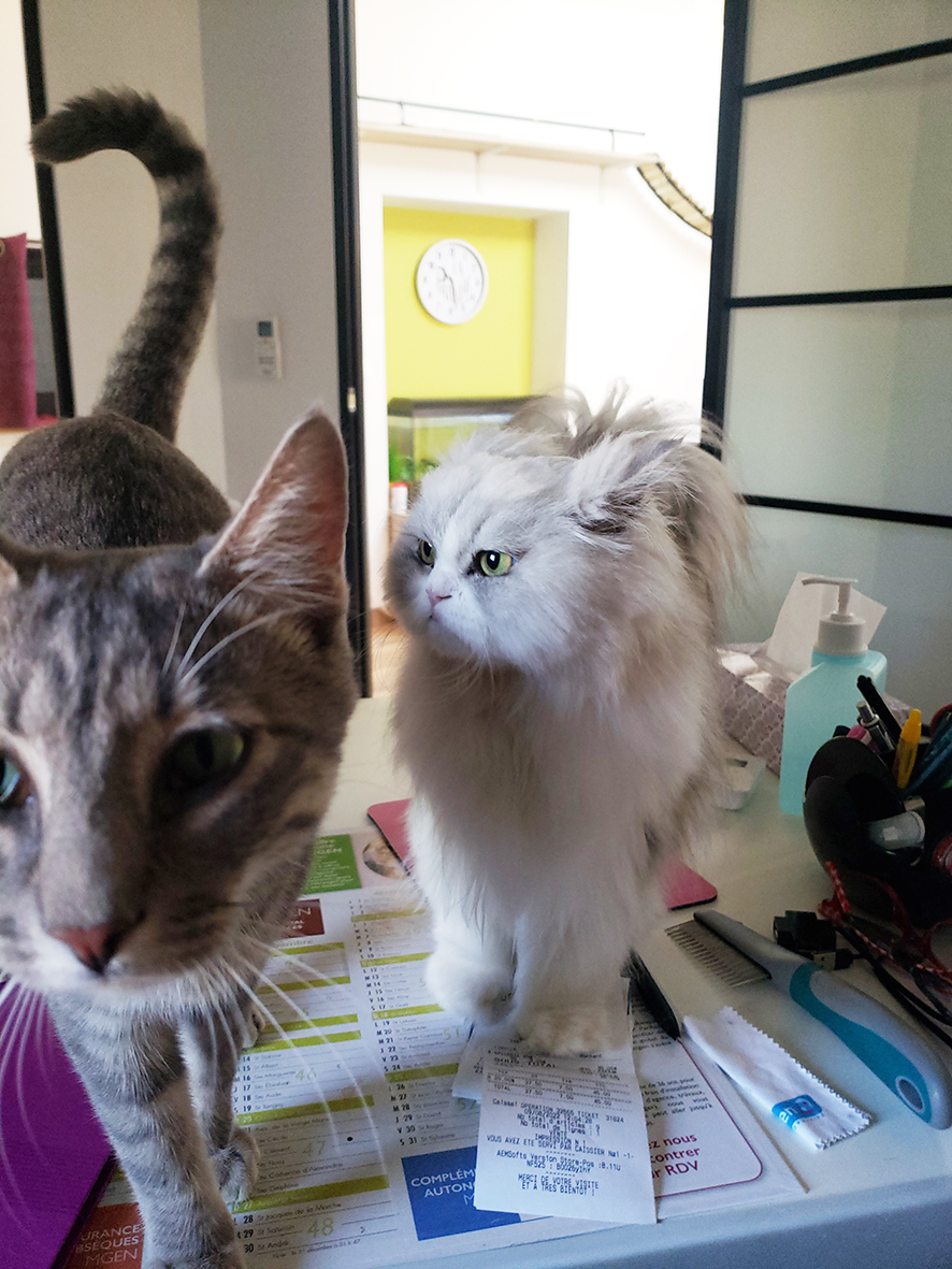 pension la patoune du chat