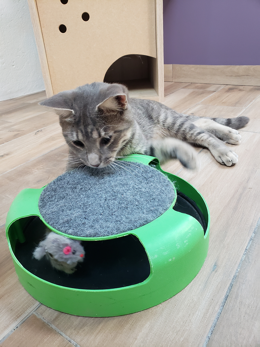 pension la patoune du chat