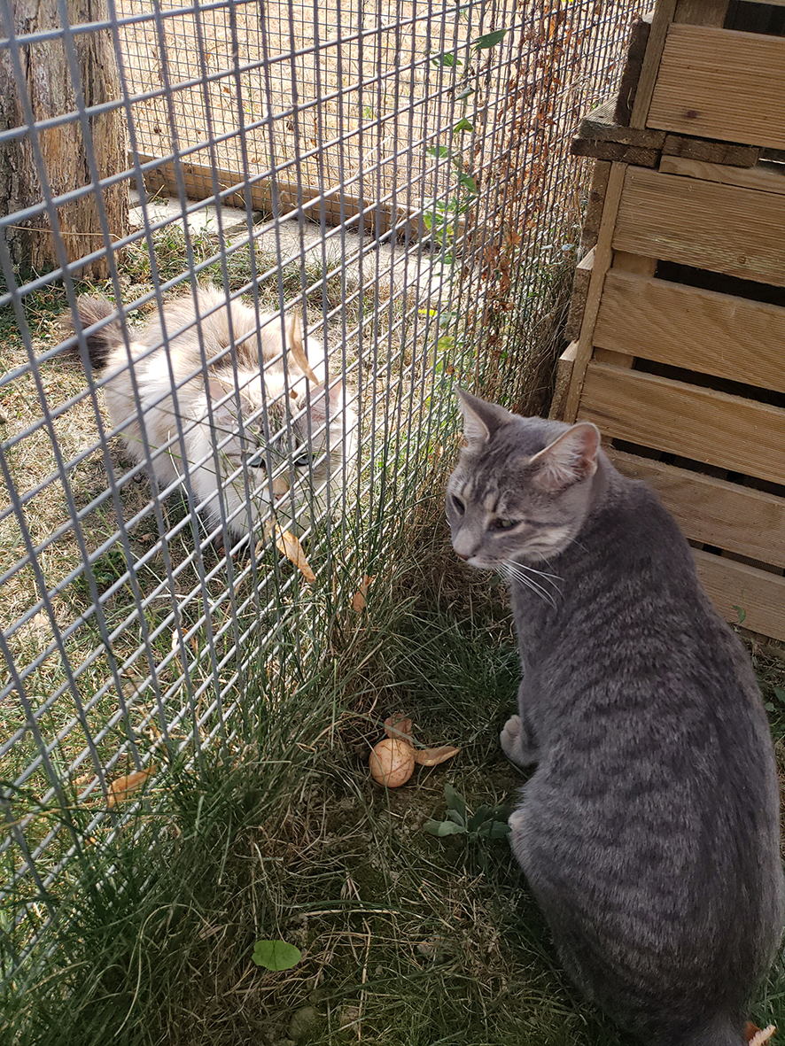 pension la patoune du chat