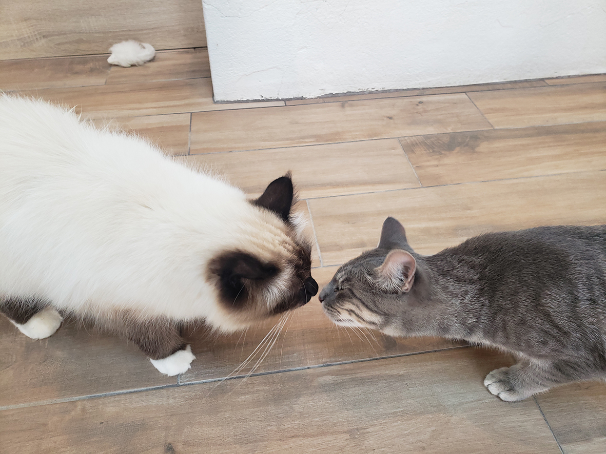 pension la patoune du chat