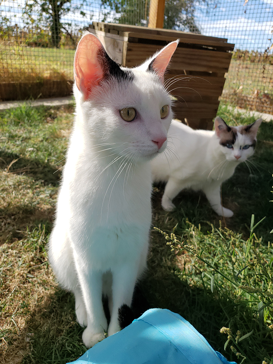 pension la patoune du chat