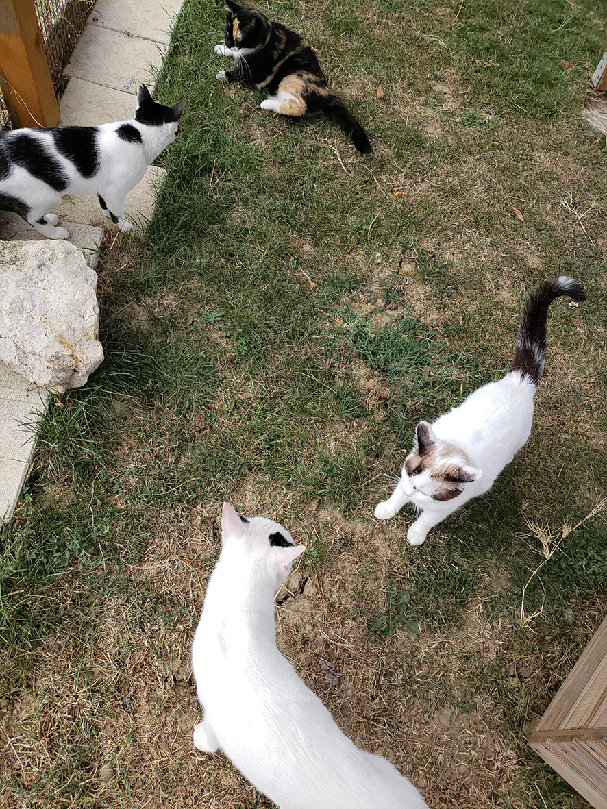 pension la patoune du chat