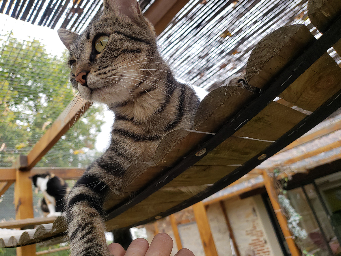 pension la patoune du chat