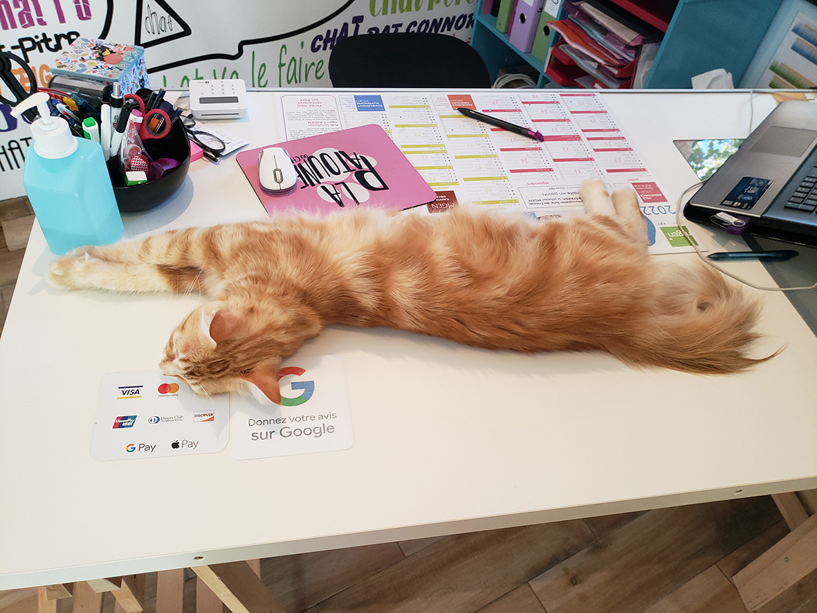 pension la patoune du chat