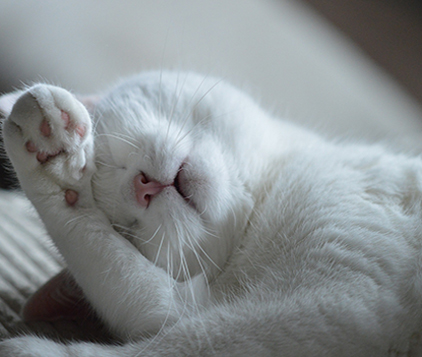 Pension pour chat Tarifs