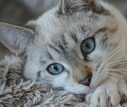 Pension pour chats- prestations 47-82 